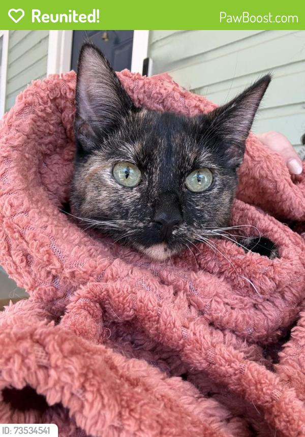 Reunited Unknown Cat last seen Maple and Taylor, Durham, NC 27701