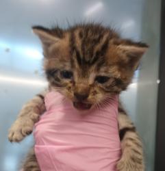 Shelter Stray Male Cat last seen Near Harbor Drive, San Diego, CA, 92113, El Cajon, CA 92020, USA