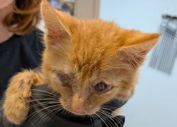 Shelter Stray Male Cat last seen Fuji Street, San Diego, CA, 92139, 5500 Gaines St, San Diego, CA 92110, USA
