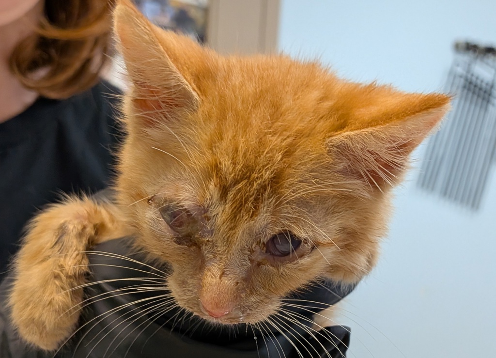 Shelter Stray Male Cat last seen Fuji Street, San Diego, CA, 92139, 5500 Gaines St, San Diego, CA 92110, USA