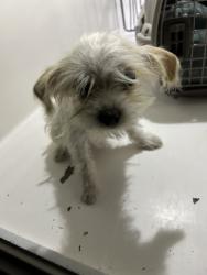 Shelter Stray Female Dog last seen Jovett Lane, VIRGINIA BEACH, VA, 341 S Birdneck Rd, Virginia Beach, VA 23451, USA