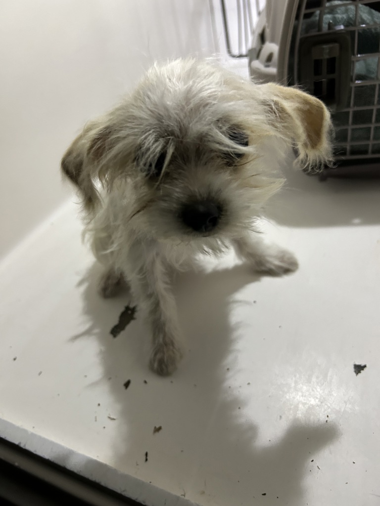 Shelter Stray Female Dog last seen Jovett Lane, VIRGINIA BEACH, VA, 341 S Birdneck Rd, Virginia Beach, VA 23451, USA