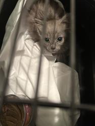 Shelter Stray Female Cat last seen Near Bamberg Place, VIRGINIA BEACH, VA, 23453, 341 S Birdneck Rd, Virginia Beach, VA 23451, USA