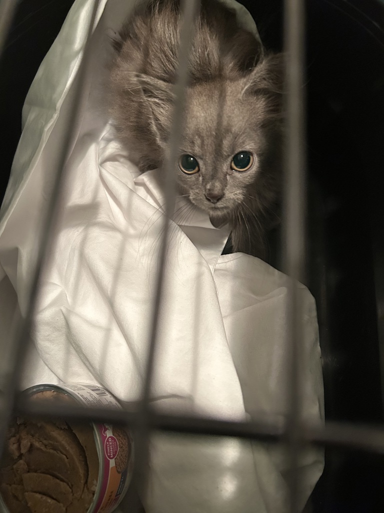 Shelter Stray Female Cat last seen Near Bamberg Place, VIRGINIA BEACH, VA, 23453, 341 S Birdneck Rd, Virginia Beach, VA 23451, USA
