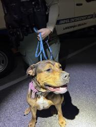 Shelter Stray Female Dog last seen Near S Club House Road, VIRGINIA BEACH, VA, 23452, 341 S Birdneck Rd, Virginia Beach, VA 23451, USA