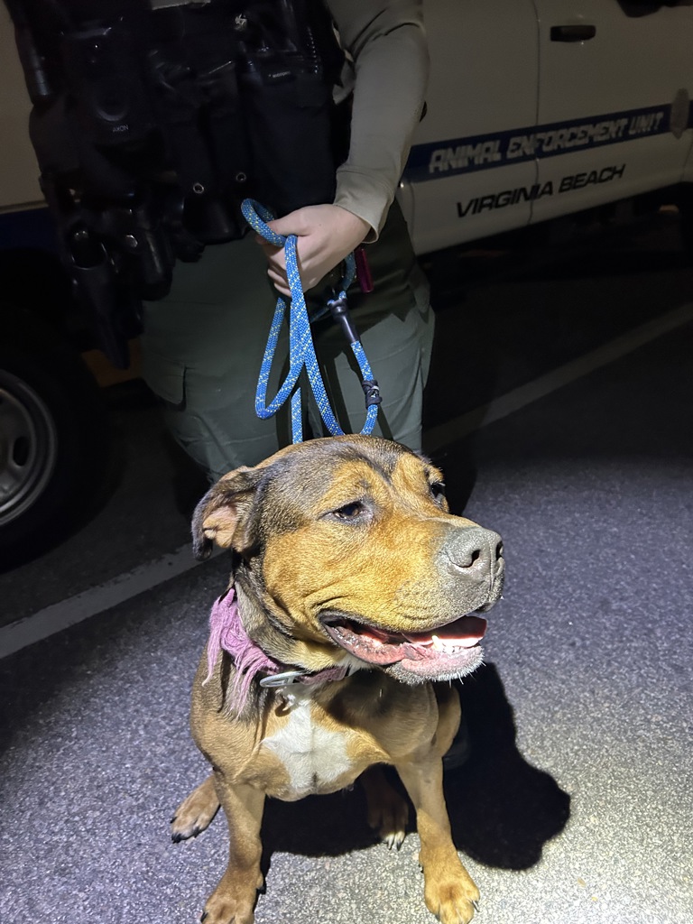 Shelter Stray Female Dog last seen Near S Club House Road, VIRGINIA BEACH, VA, 23452, 341 S Birdneck Rd, Virginia Beach, VA 23451, USA