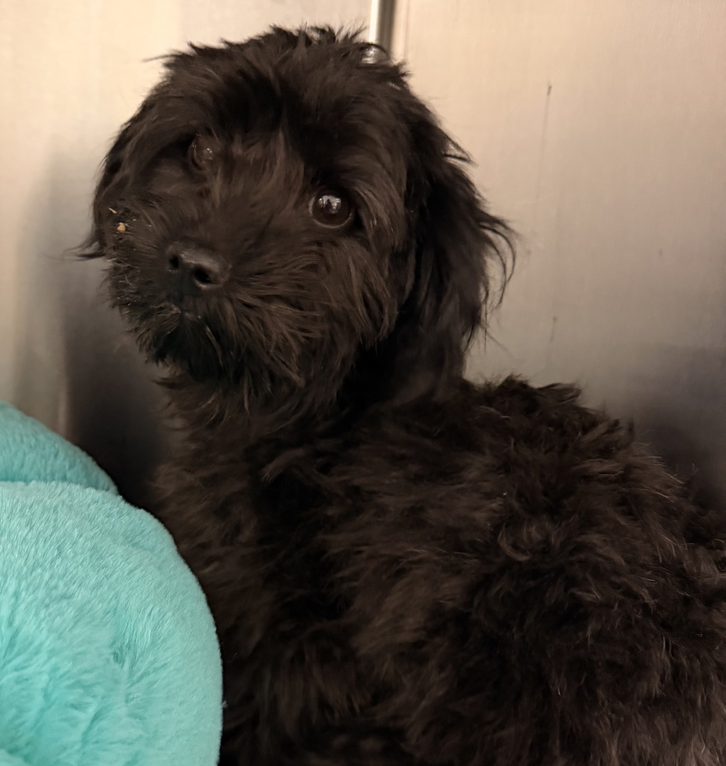 Shelter Stray Male Dog last seen Miil & Bellwood Drive, SPOKANE, WA, 99218, 6815 E Trent Ave, Spokane, WA 99212, USA