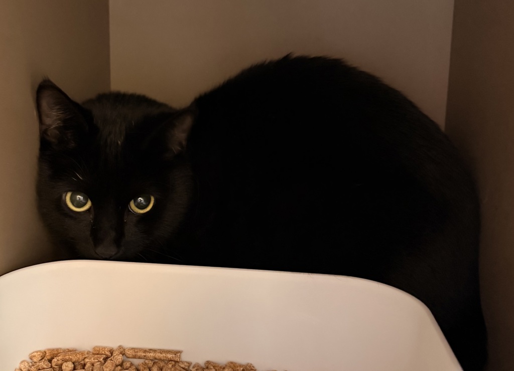 Shelter Stray Male Cat last seen 5th & Oakland, CHENEY, WA, 99004, 6815 E Trent Ave, Spokane, WA 99212, USA