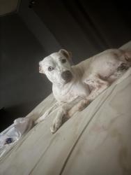 Lost Female Dog last seen Belle park and herald square, Houston, TX 77099