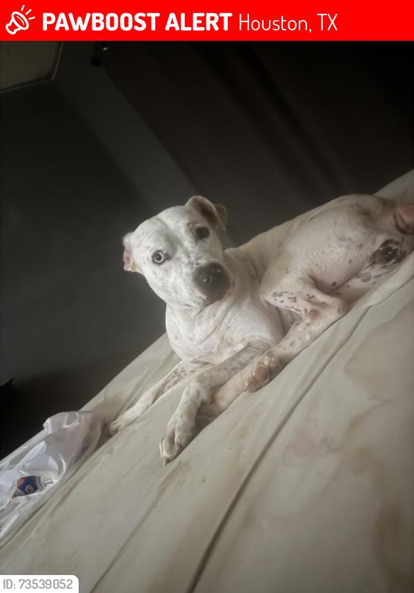 Lost Female Dog last seen Belle park and herald square, Houston, TX 77099