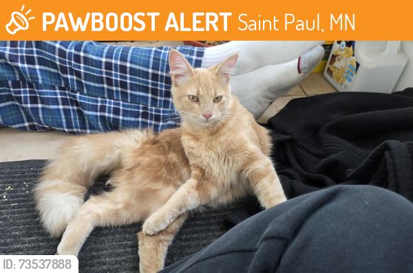 Found/Stray Unknown Cat last seen Case & Clark, Saint Paul, MN 55130