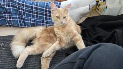 Found/Stray Unknown Cat last seen Case & Clark, Saint Paul, MN 55130