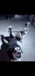 Reunited Male Dog last seen Near Linn Ln & Bonanza, Las Vegas, NV 89110