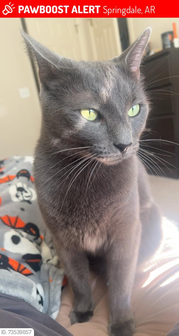 Lost Male Cat last seen County line liquor, Springdale, AR 72764