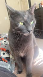 Lost Male Cat last seen County line liquor, Springdale, AR 72764