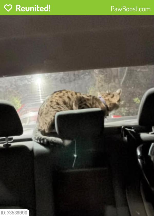 Reunited Male Cat last seen Rolling rd, Springfield VA 22152, West Springfield, VA 22152