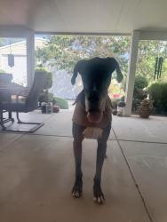 Reunited Male Dog last seen Fairburn and Lyons, Hesperia, CA 92345