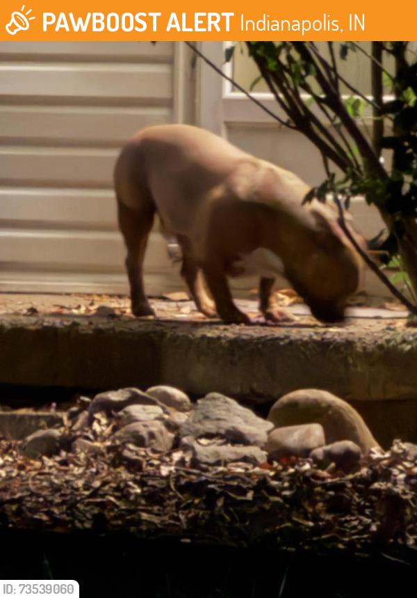 Found/Stray Male Dog last seen Putters lane and cold spring road, Indianapolis, IN 46222