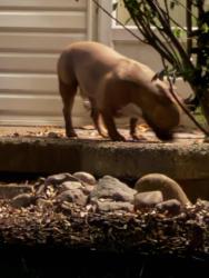 Found/Stray Male Dog last seen Putters lane and cold spring road, Indianapolis, IN 46222