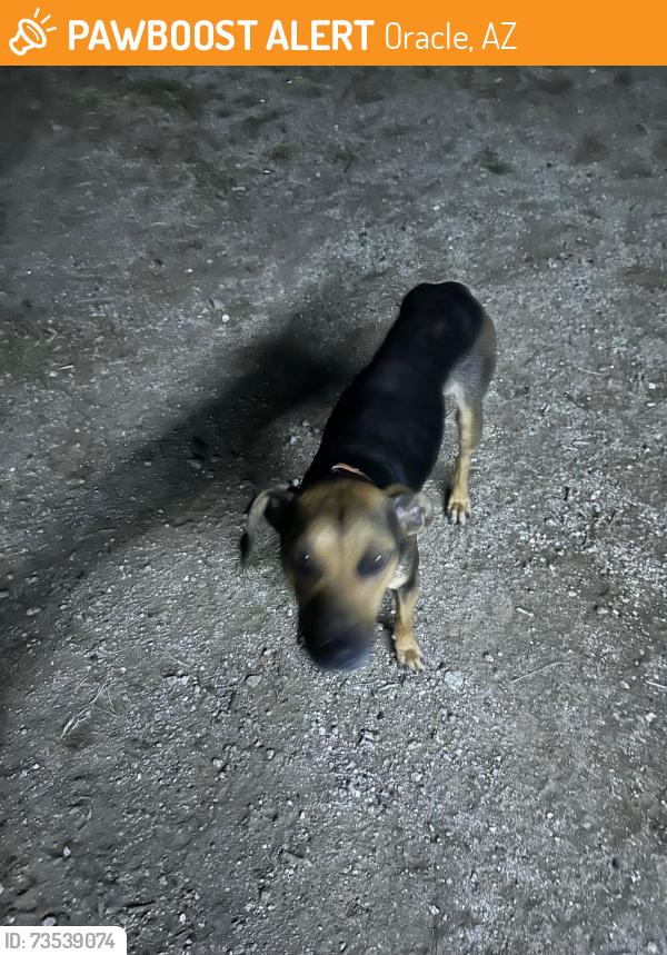 Found/Stray Unknown Dog last seen Willow Springs Rd and Oracle, Oracle, AZ 85623