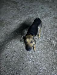 Found/Stray Unknown Dog last seen Willow Springs Rd and Oracle, Oracle, AZ 85623