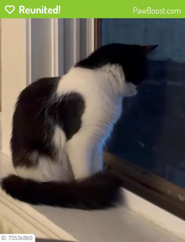 Reunited Unknown Cat last seen Commonwealth, Boston, MA 02135