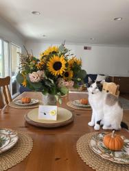 Reunited Male Cat last seen Warner/Graham In Huntington Beach, Huntington Beach, CA 92649