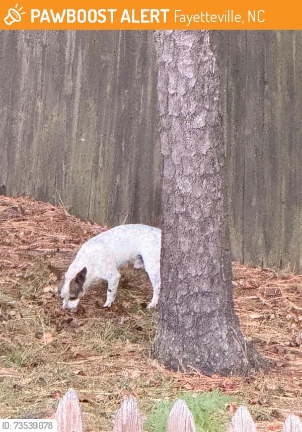Found/Stray Male Dog last seen Calista & towhee, Fayetteville, NC 28304