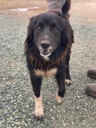 Found/Stray Female Dog last seen North shore Camanche, Calaveras County, CA 95252