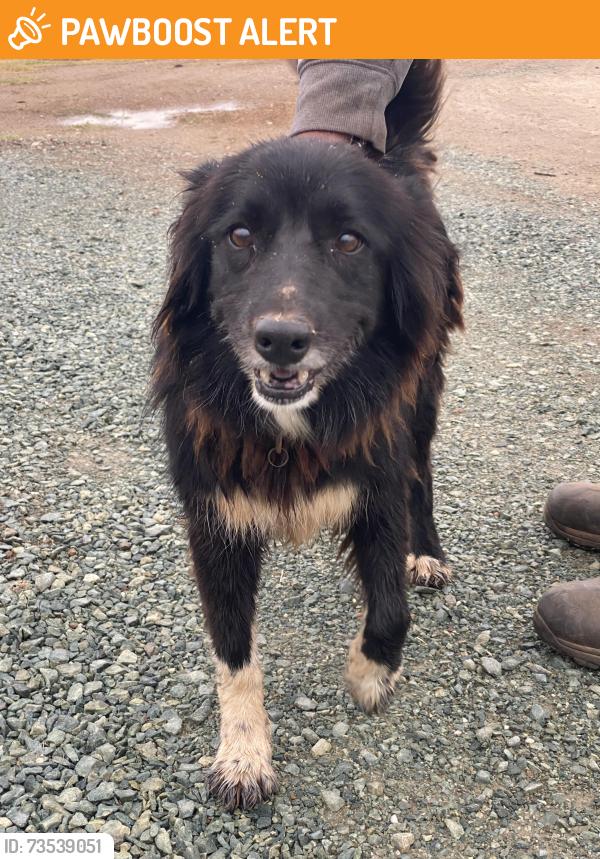 Found/Stray Female Dog last seen North shore Camanche, Calaveras County, CA 95252