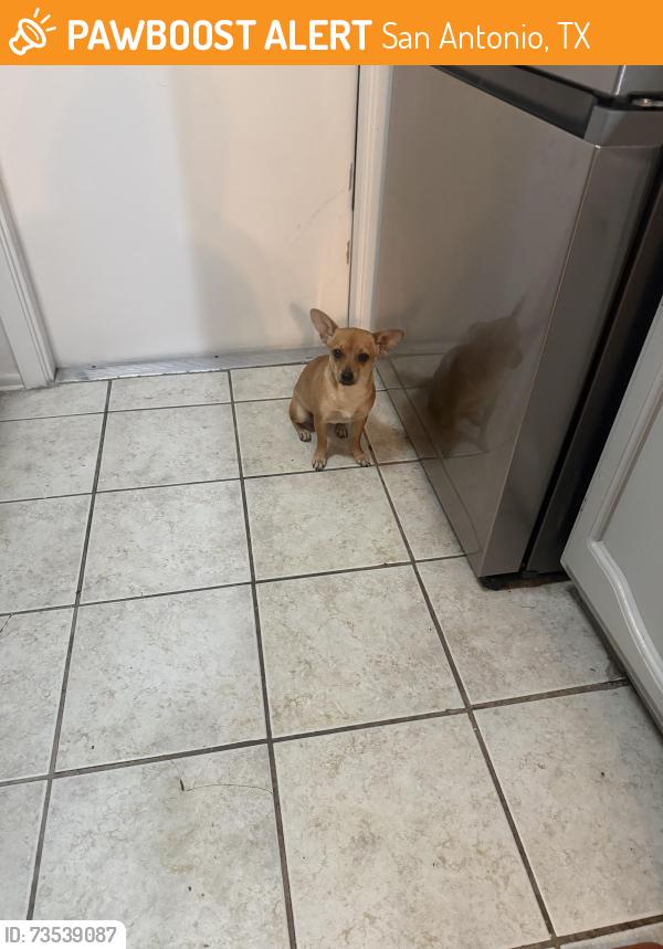 Found/Stray Female Dog last seen Heritage Farm, San Antonio, TX 78245