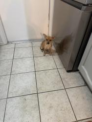 Found/Stray Female Dog last seen Heritage Farm, San Antonio, TX 78245