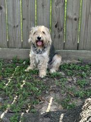 Reunited Female Dog last seen Near laurel heights, Houston, TX 77084