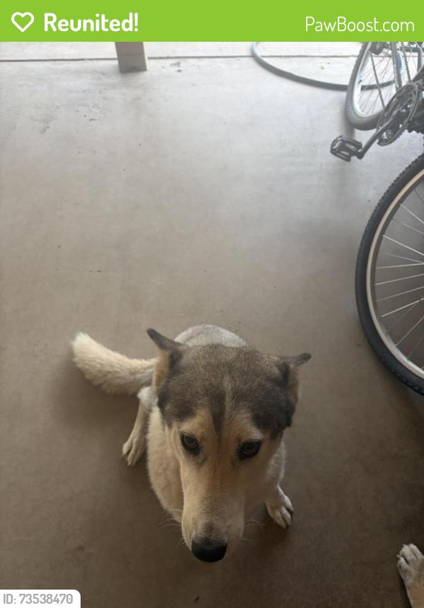 Reunited Female Dog last seen Shea boulevard, Phoenix, AZ 85028