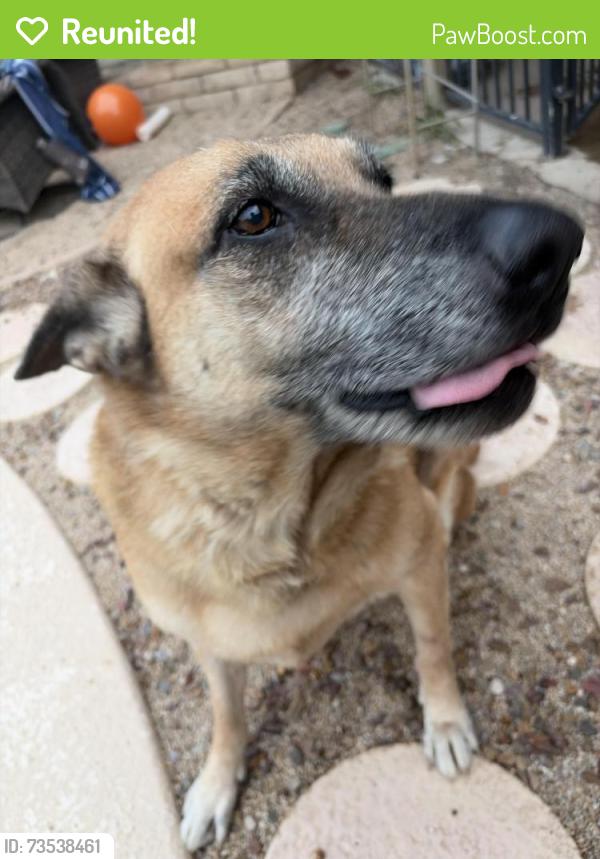 Reunited Male Dog last seen Shea boulevard, Phoenix, AZ 85028