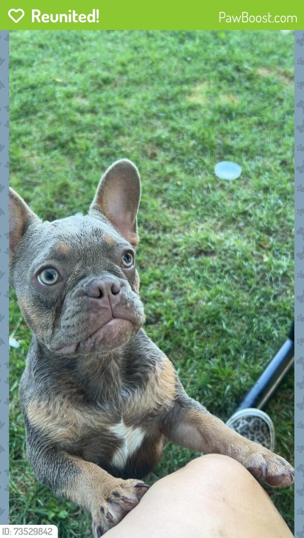 Reunited Female Dog last seen Fiesta foods, Yakima, WA 98901