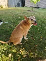 Reunited Male Dog last seen 10th St and Girl School Rd, Indianapolis, IN 46214