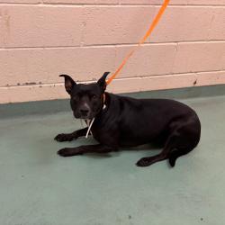 Shelter Stray Female Dog last seen , 2350 Appling City Cove, Memphis, TN 38133, USA