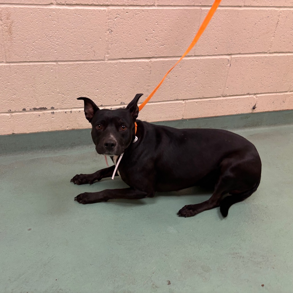 Shelter Stray Female Dog last seen , 2350 Appling City Cove, Memphis, TN 38133, USA