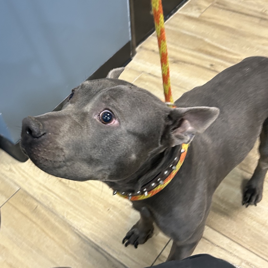 Shelter Stray Male Dog last seen , 124 Evergreen Ave, Newark, NJ 07114, USA