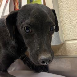 Shelter Stray Male Dog last seen , 2350 Appling City Cove, Memphis, TN 38133, USA