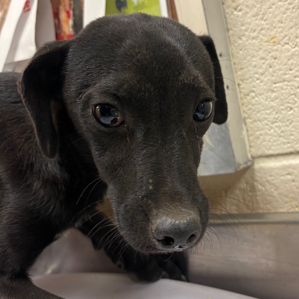 Shelter Stray Male Dog last seen , 2350 Appling City Cove, Memphis, TN 38133, USA