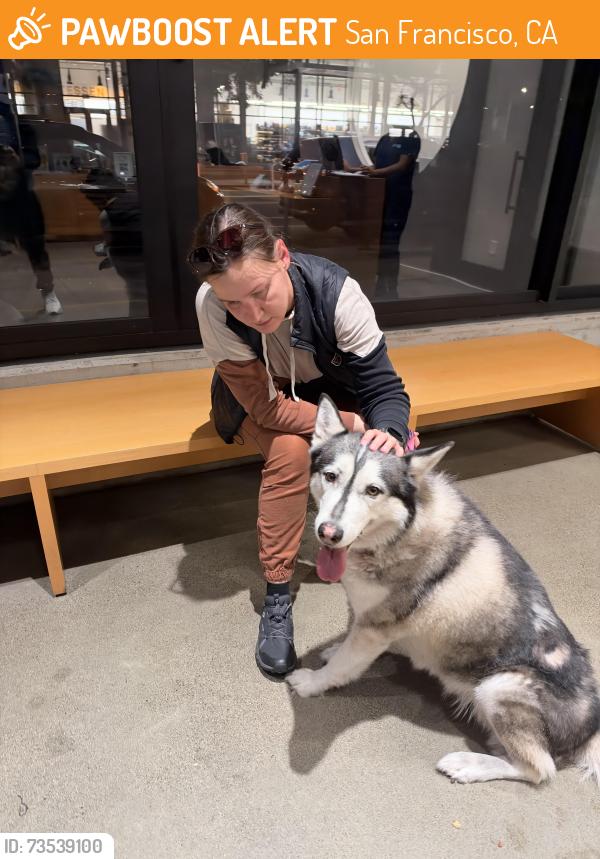 Found/Stray Male Dog last seen 4th and channel st, San Francisco, CA 94158