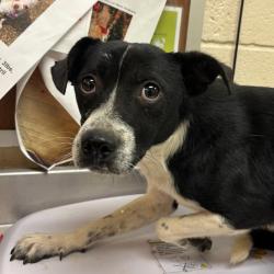 Shelter Stray Male Dog last seen , 2350 Appling City Cove, Memphis, TN 38133, USA