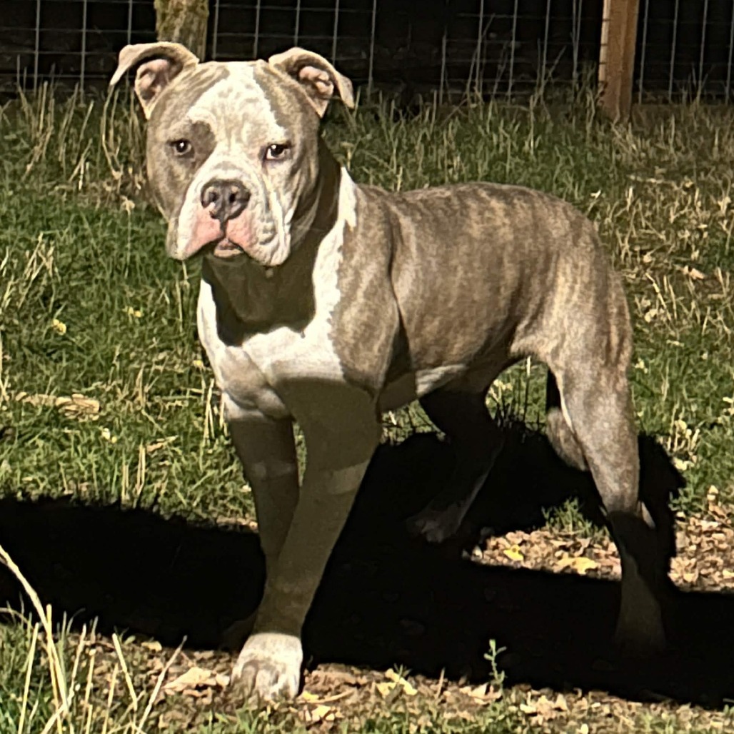 Shelter Stray Unknown Dog last seen , 2608 Center St, Tacoma, WA 98409, USA