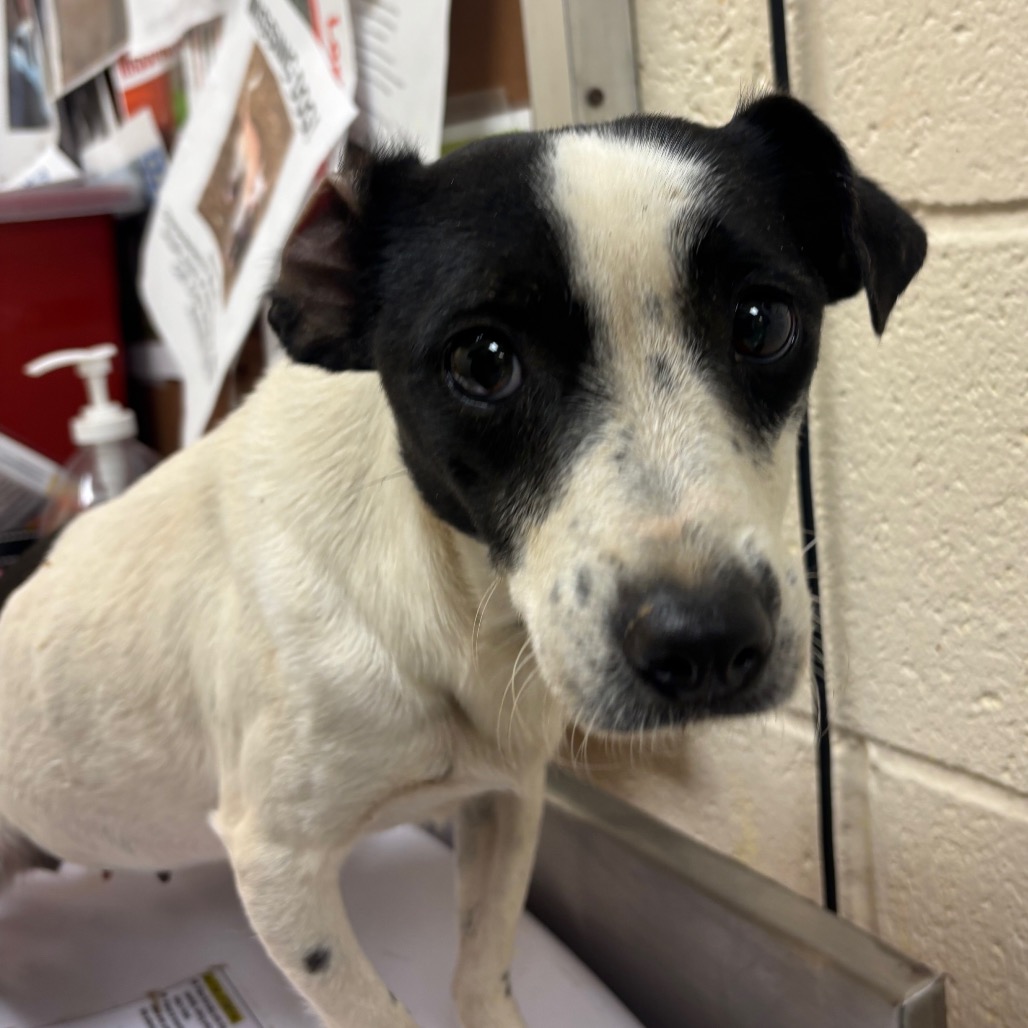 Shelter Stray Female Dog last seen , 2350 Appling City Cove, Memphis, TN 38133, USA