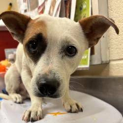 Shelter Stray Male Dog last seen , 2350 Appling City Cove, Memphis, TN 38133, USA