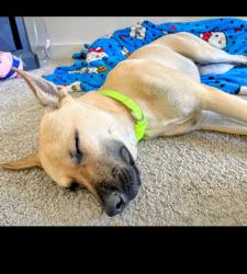 Found/Stray Male Dog last seen Somerset rd / 410, San Antonio, TX 78224