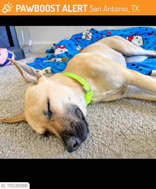 Found/Stray Male Dog last seen Somerset rd / 410, San Antonio, TX 78224