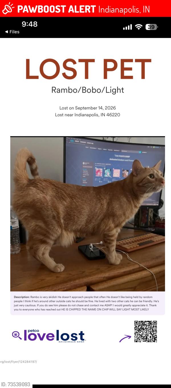 Lost Male Cat last seen Graham rd, Laketon Dr running towards Lakeland dr neigbhorhood, Indianapolis, IN 46220